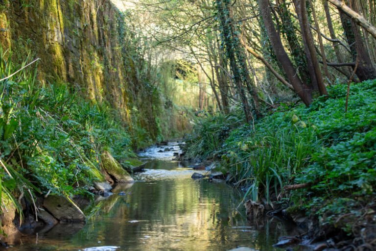 Nightingale Valley: The Future