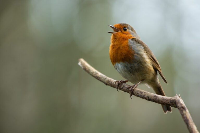 Dawn chorus walk coming up in April!