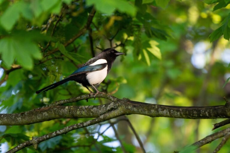 June 2025 newsletter