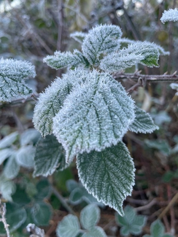 November 2025 Newsletter