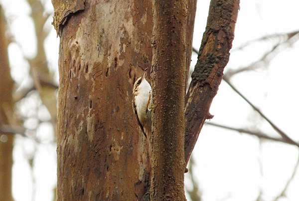 A Nuthatch climbing a tree