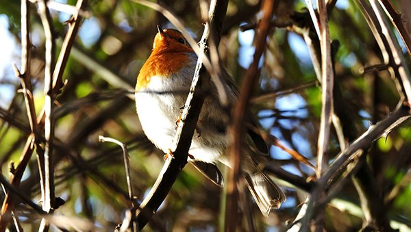 A robin, viewed from underneath, sitting in branches