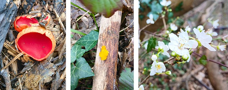 Scarlet elf caps, brain fungus and cherry tree blossom