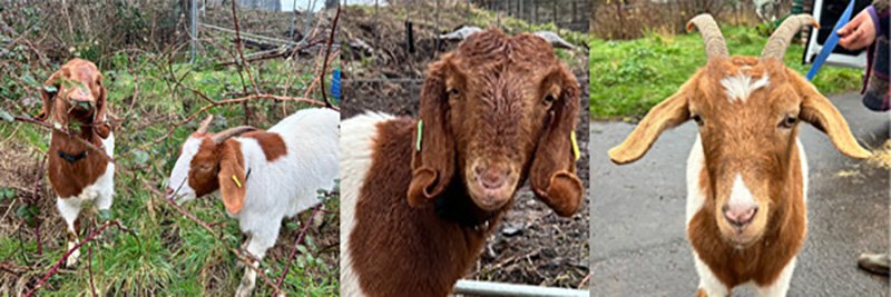 Three brown and white goats