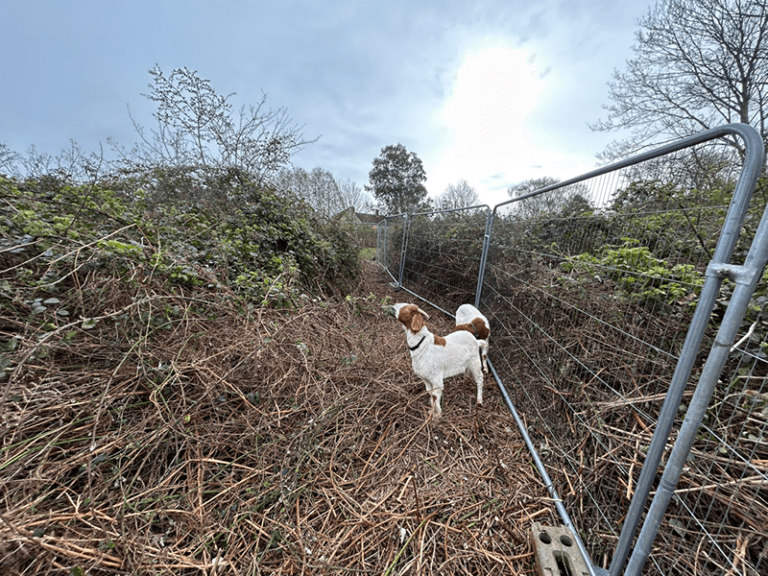 An update on our goats