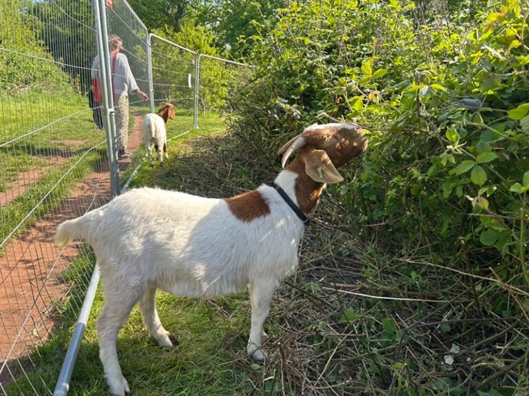 Goat Life – an update