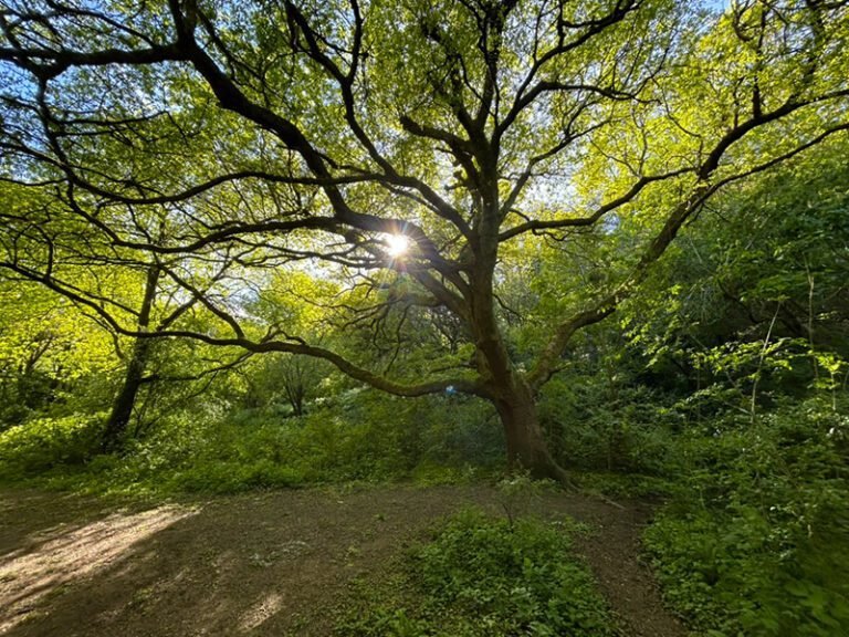 A tree in Nightingale Valley, in leaf with the sun shining through the branches