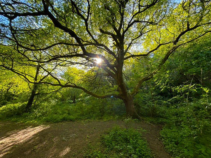 A tree in Nightingale Valley, in leaf with the sun shining through the branches