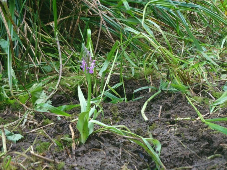 A Bid to Increase Biodiversity: Creating a Wetland Wildflower Meadow