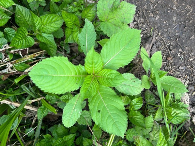 Balsam Bashing Begins!